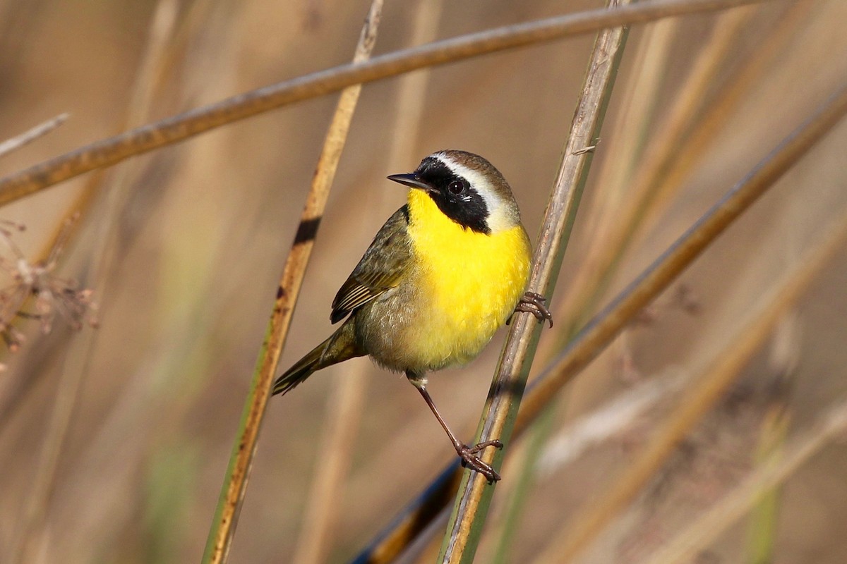 Common Yellowthroat - Mark Stephenson