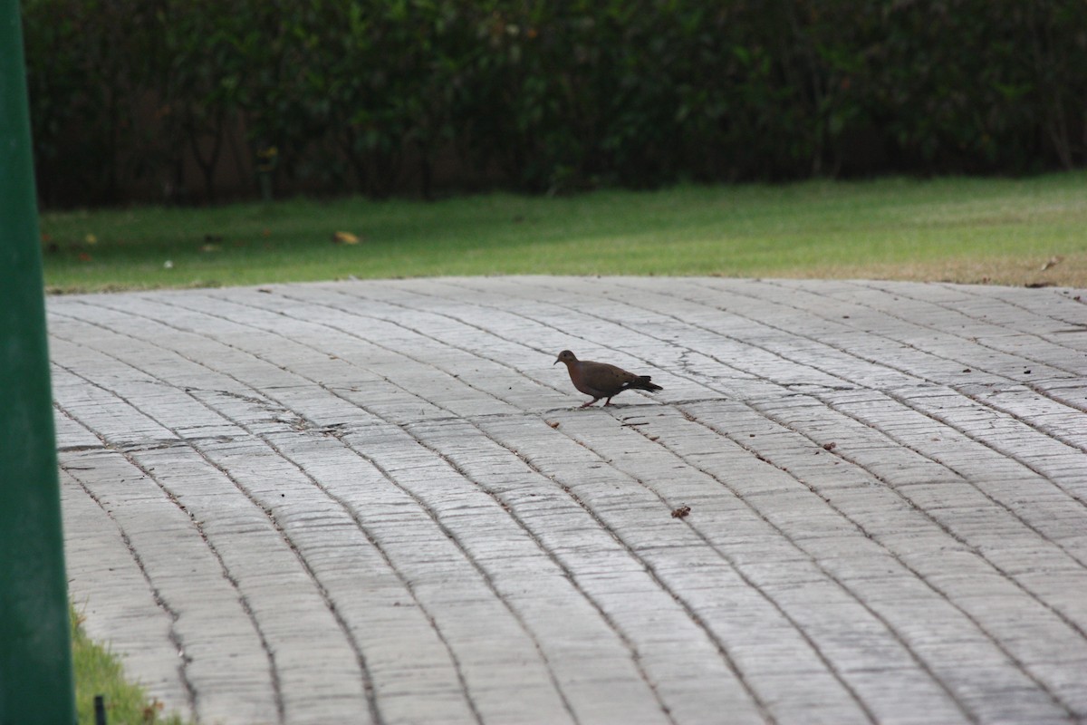 Zenaida Dove - adriana centeno