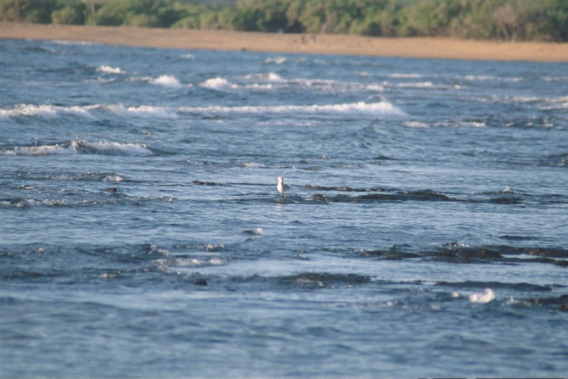 Bonaparte's Gull - ML24790551