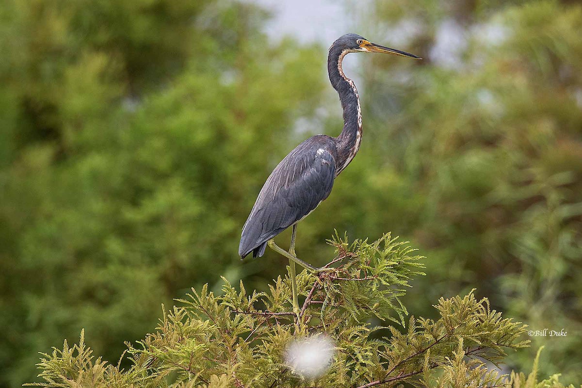 Tricolored Heron - Bill  Duke