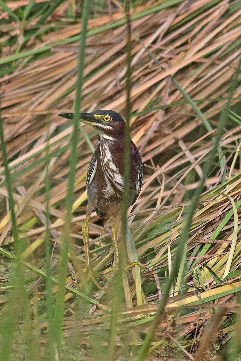 Green Heron - ML247908461