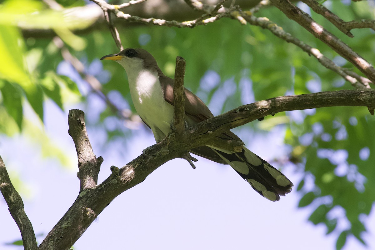 Cuclillo Piquigualdo - ML247908721