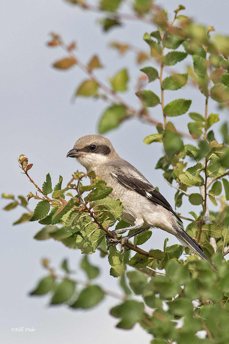 Loggerhead Shrike - ML247908731