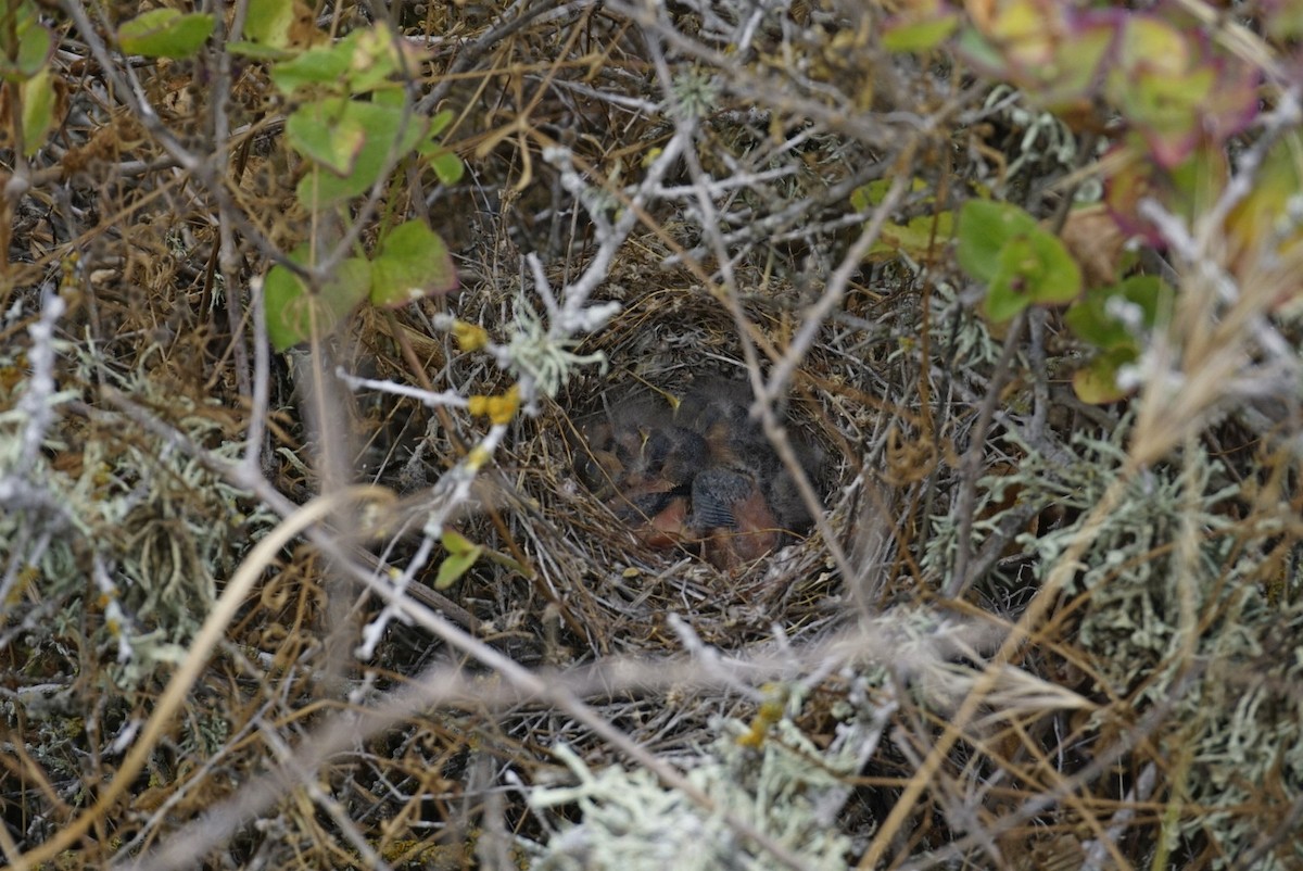 クロフヒメドリ（clementeae） - ML247909161