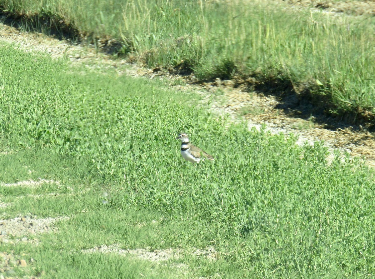 Killdeer - ML247910511