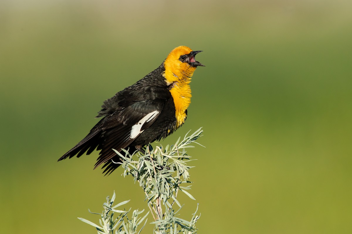 Yellow-headed Blackbird - Dorian Anderson