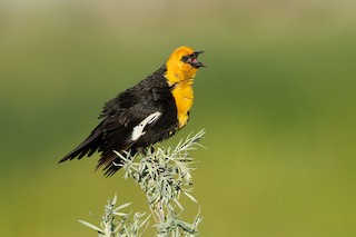 サバクムクドリモドキの剥製 キガシラムクドリモドキ - eBird