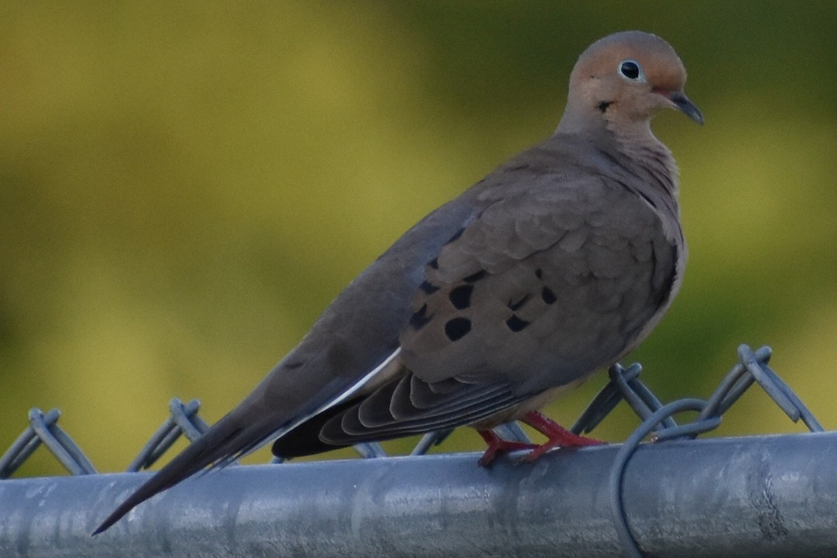 Mourning Dove - Karinne Tennenbaum