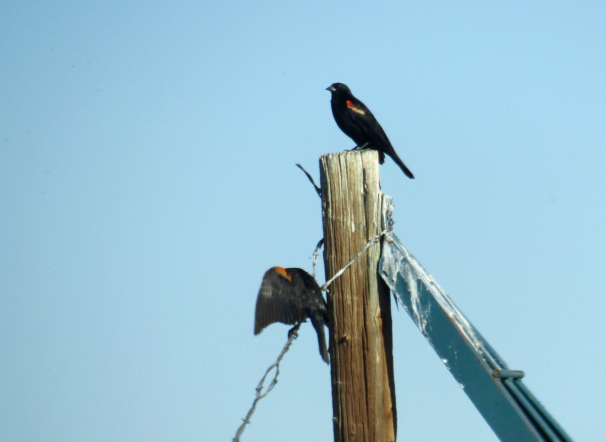 Red-winged Blackbird - ML247911601