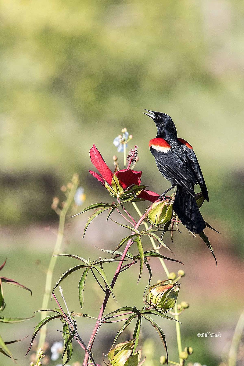 Red-winged Blackbird - ML247911831