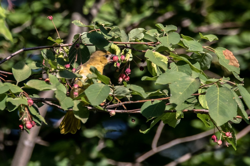 Baltimore Oriole - ML247912091