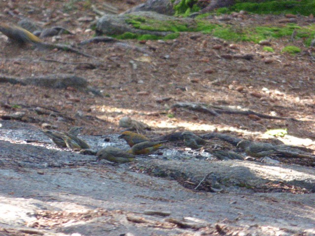 Red Crossbill - ML247912371