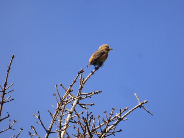 Red Crossbill - ML247912381