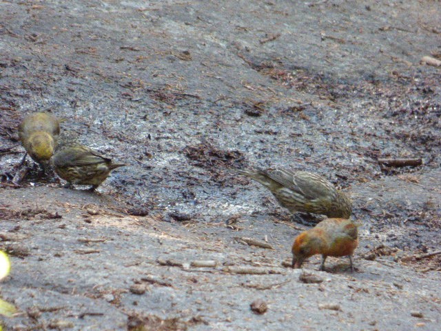 Red Crossbill - ML247912441