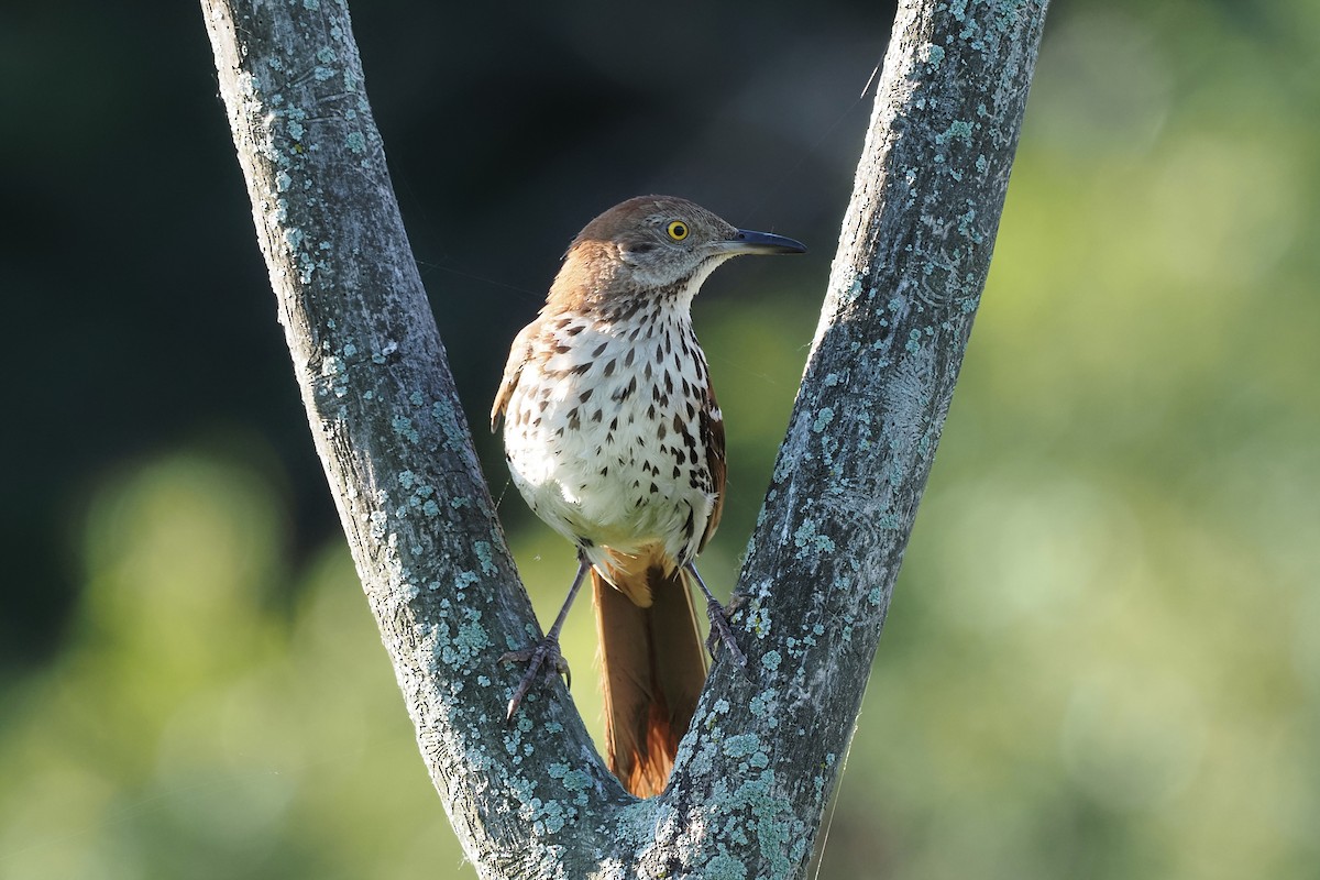 Brown Thrasher - ML247914981