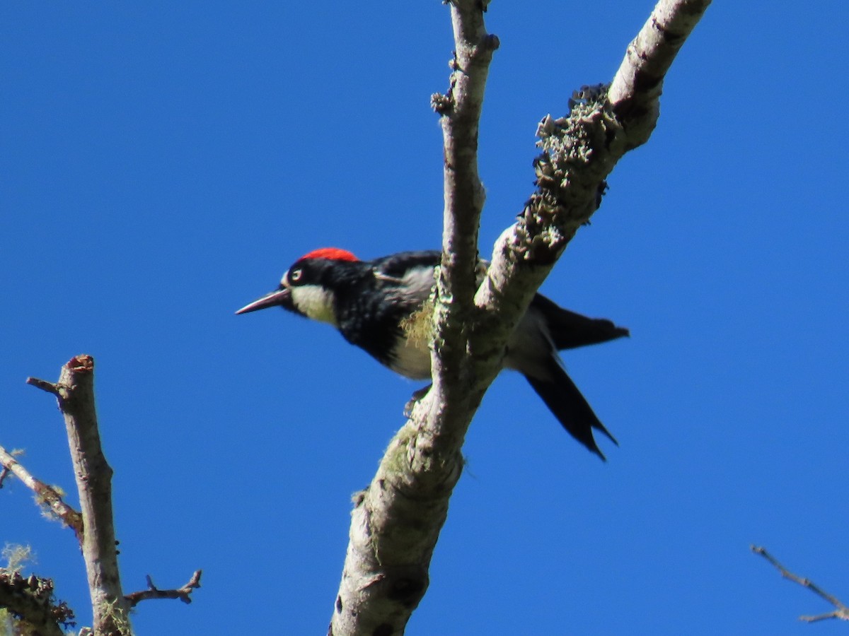 Acorn Woodpecker - Alane Gray