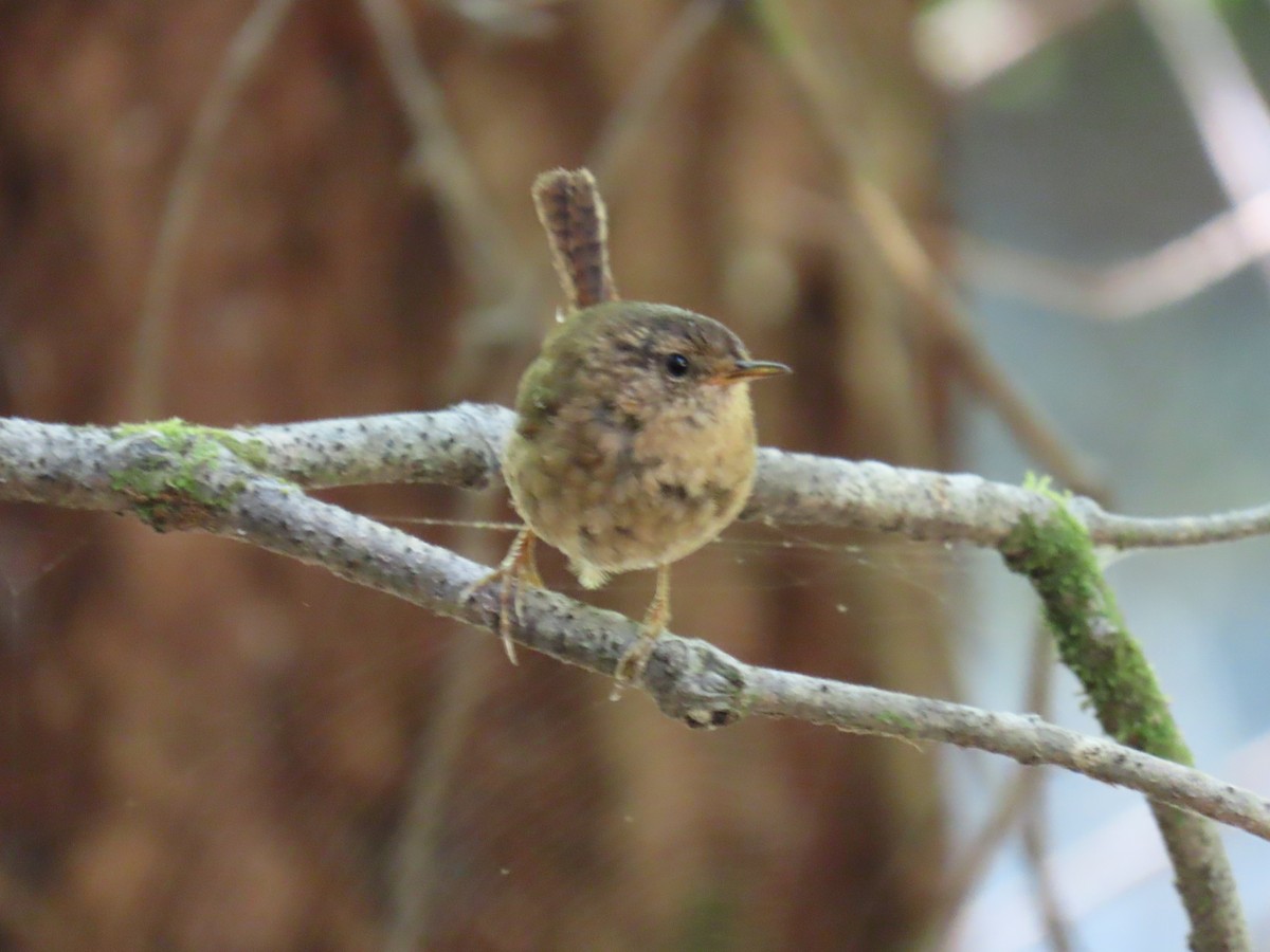 Pacific Wren - ML247915811