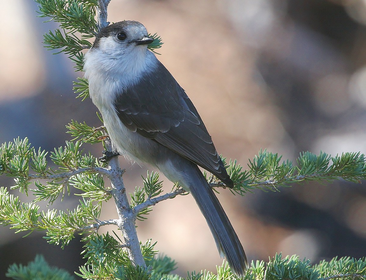 Canada Jay - ML247916551