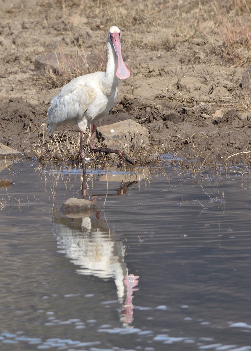 African Spoonbill - Colin Fisher