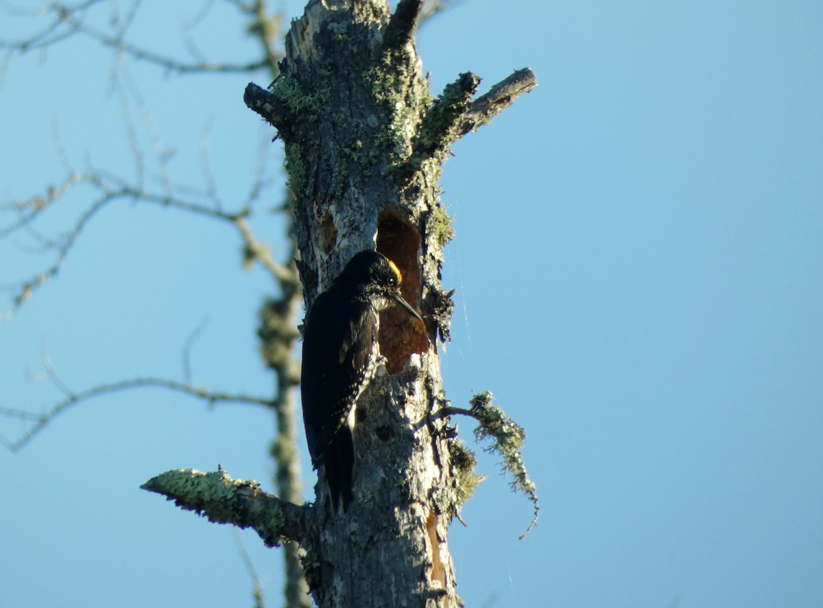 Black-backed Woodpecker - ML247917321