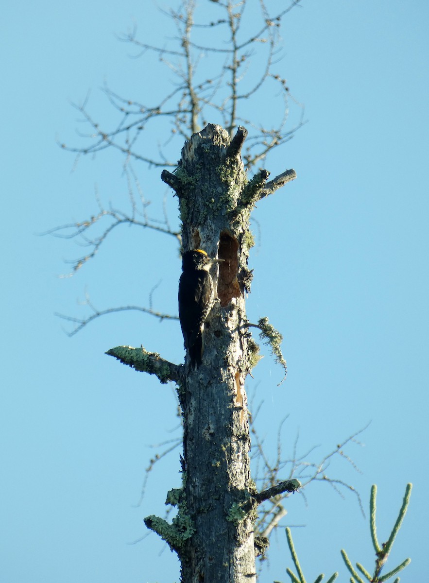 Black-backed Woodpecker - ML247917411