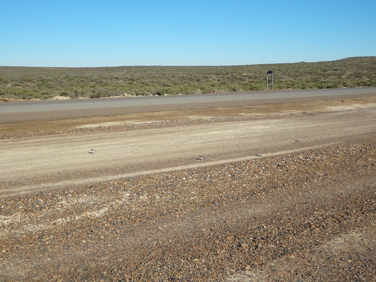 Two-banded Plover - ML247918281