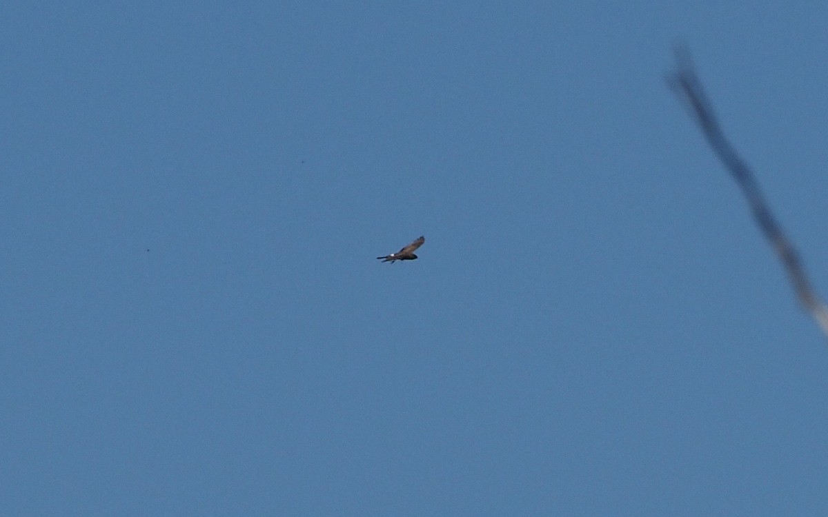 Northern Harrier - ML247918911