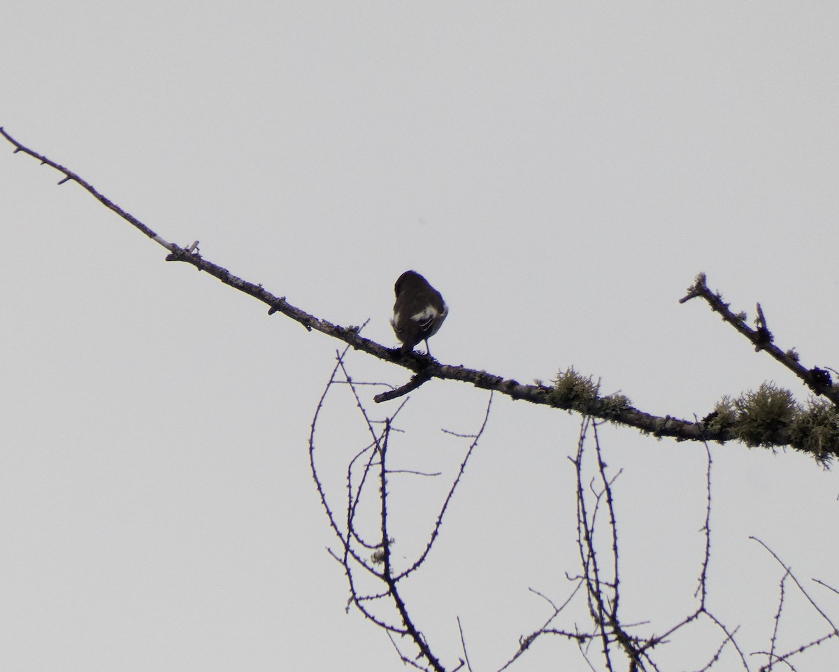 Olive-sided Flycatcher - ML247919381