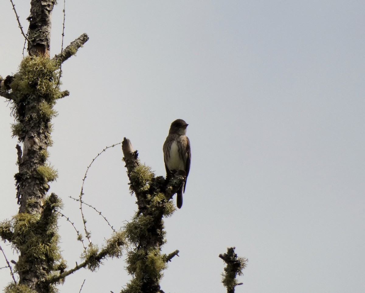 Olive-sided Flycatcher - ML247919411