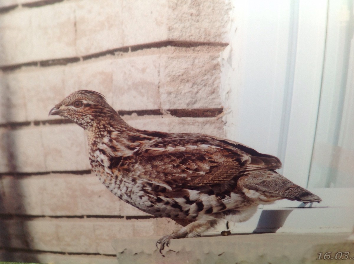 Ruffed Grouse - ML24791951