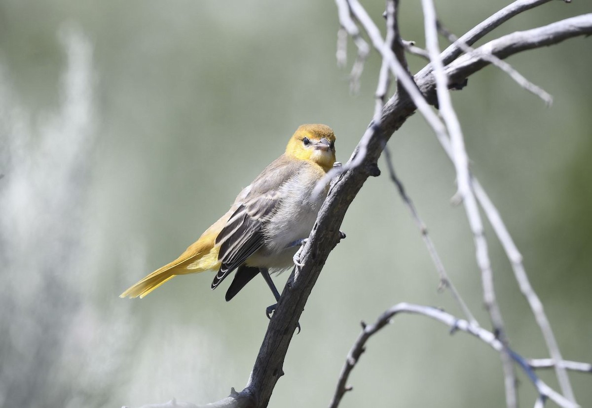 Bullock's Oriole - Tom Crabtree