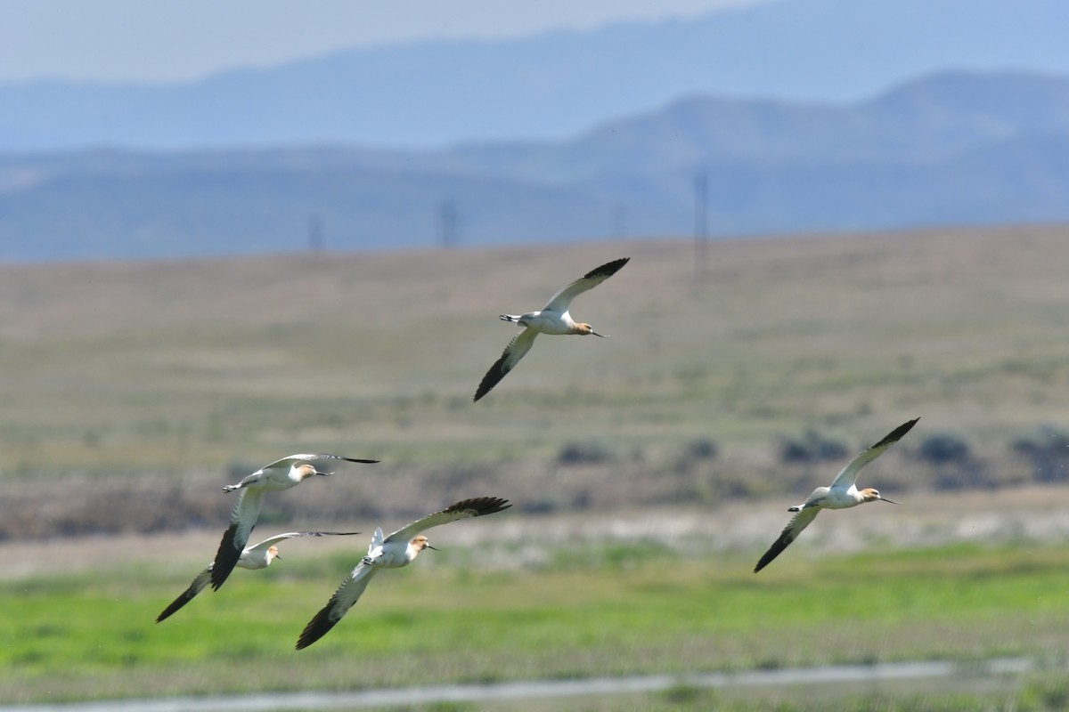 American Avocet - Norman Eshoo