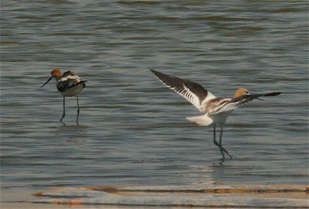 Чоботар американський - ML247924701