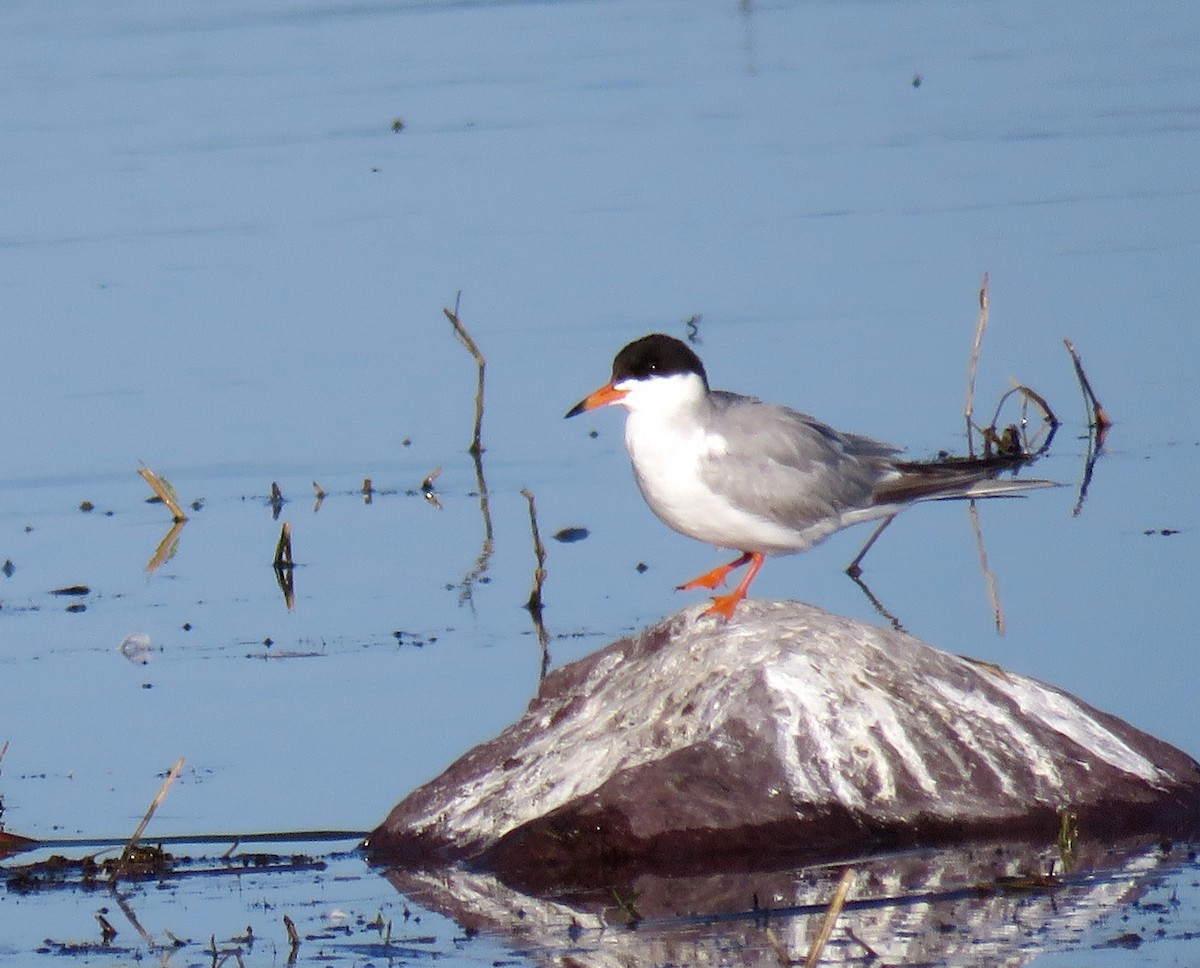 Forster's Tern - ML247925421