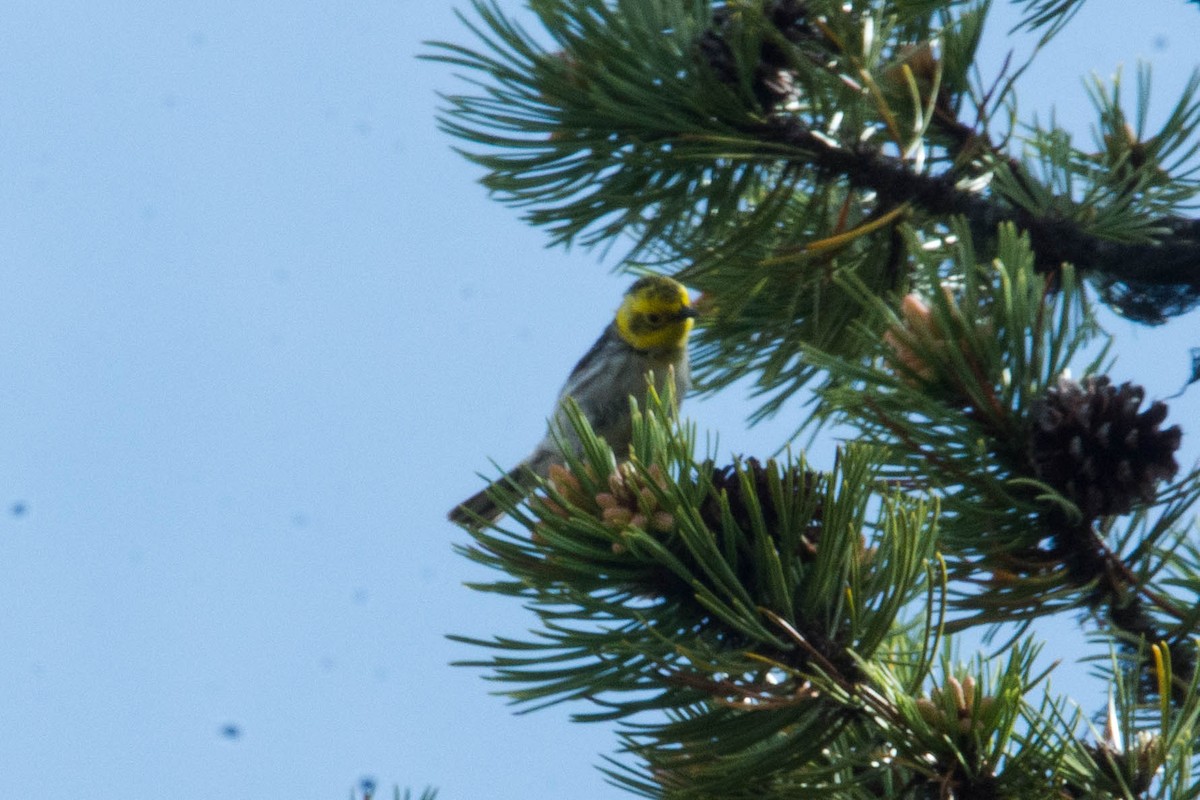 Townsend's x Hermit Warbler (hybrid) - ML247927691