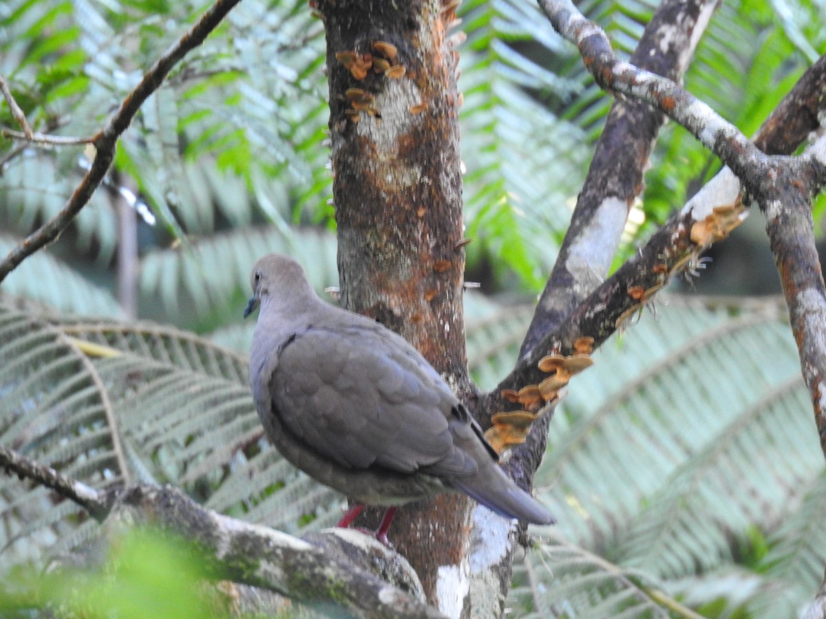 Gray-chested Dove - ML24792921