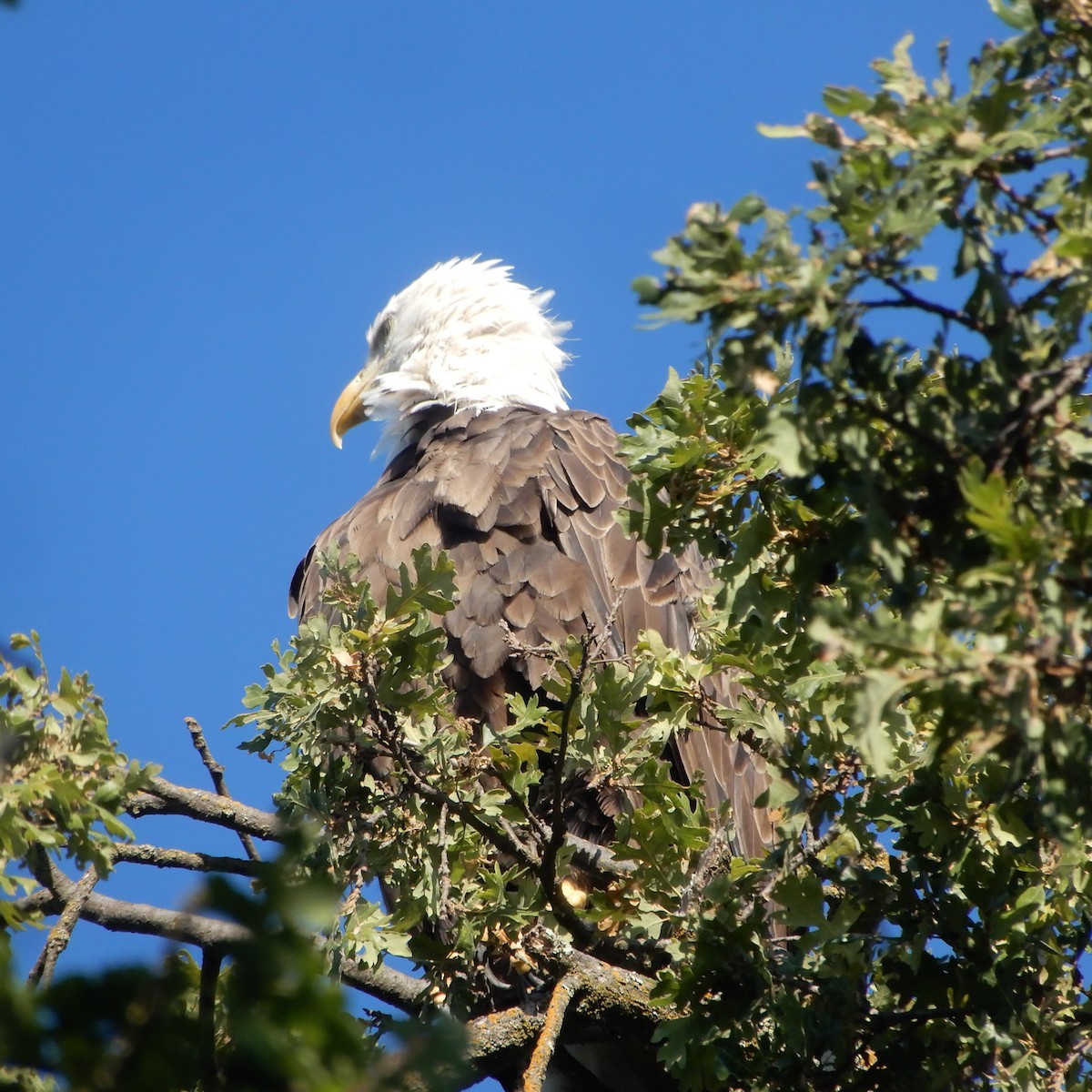 Weißkopf-Seeadler - ML247930831