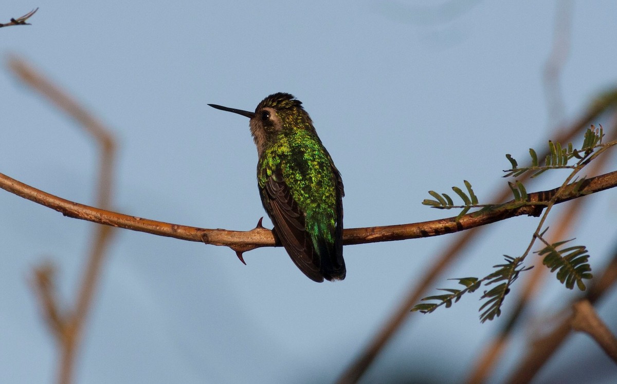 Glittering-bellied Emerald - Gustavo SILVEIRA