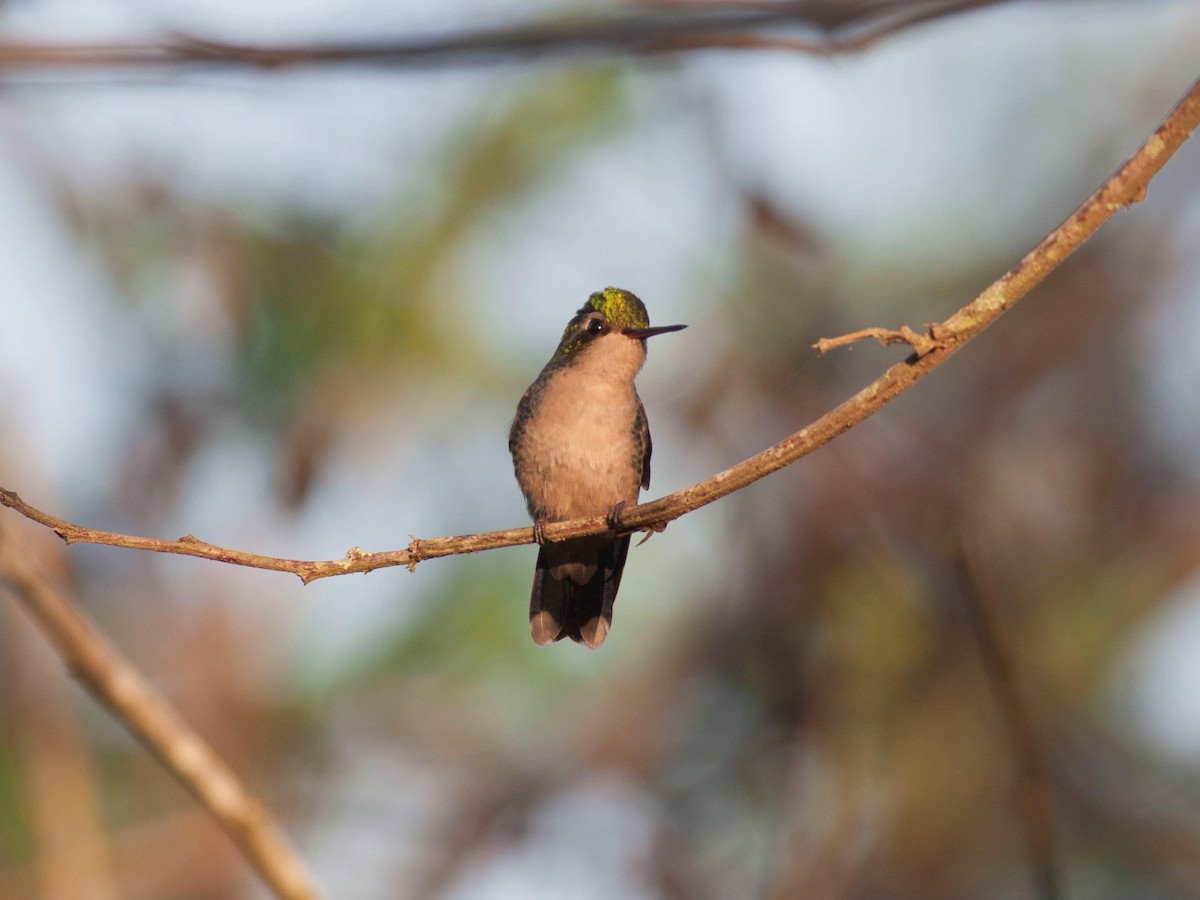 Glittering-bellied Emerald - Gustavo SILVEIRA