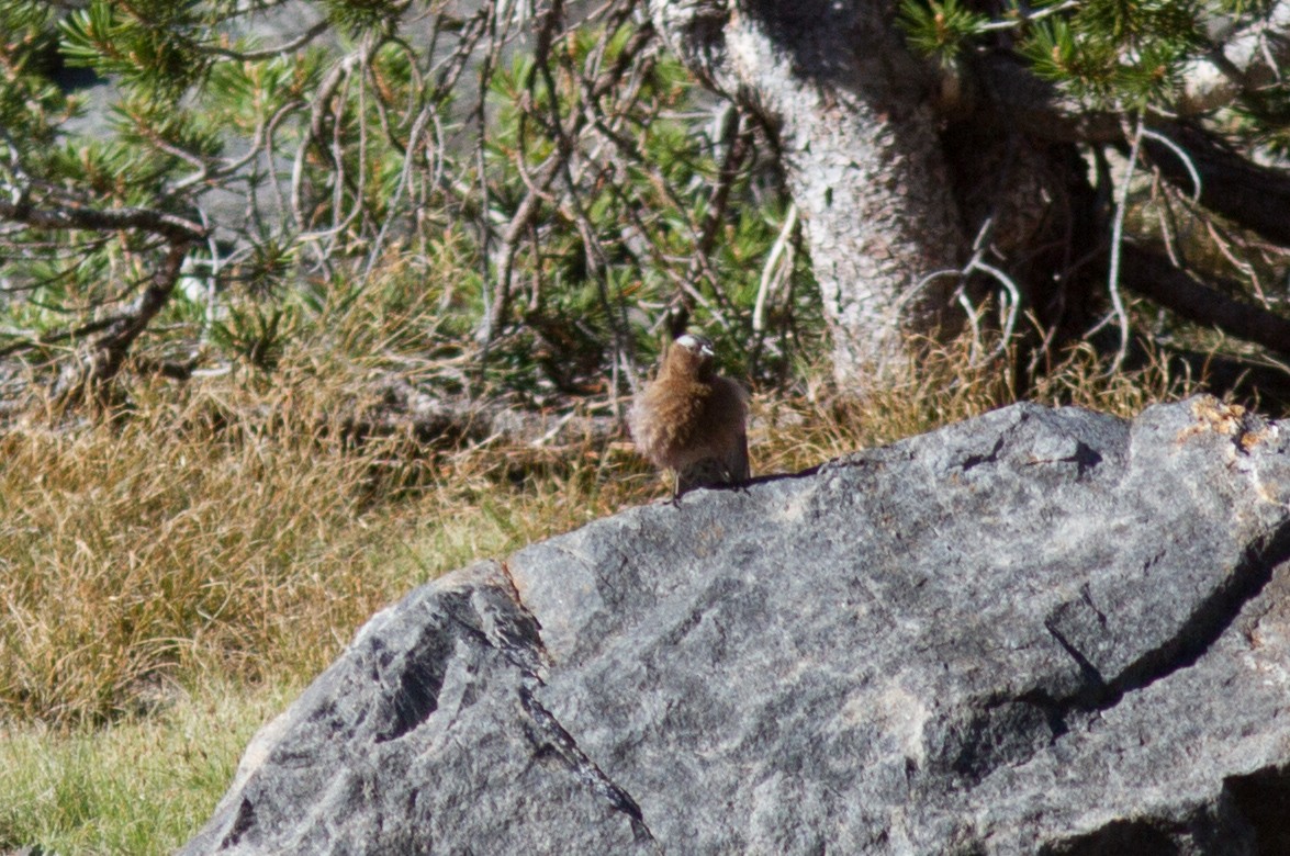 Gray-crowned Rosy-Finch - ML247934521