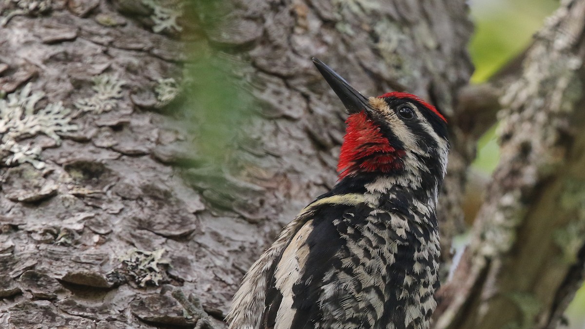 Yellow-bellied Sapsucker - ML247937521