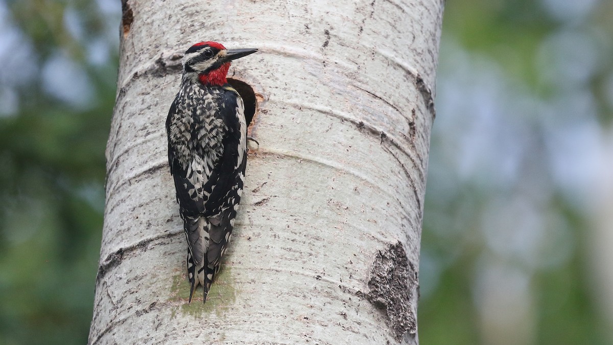 Yellow-bellied Sapsucker - ML247937531