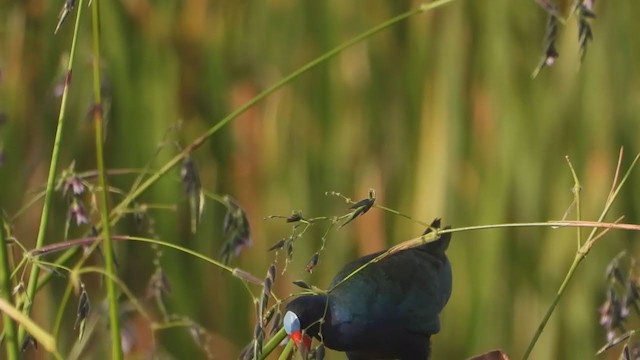 פורפיריה אמריקנית - ML247938461