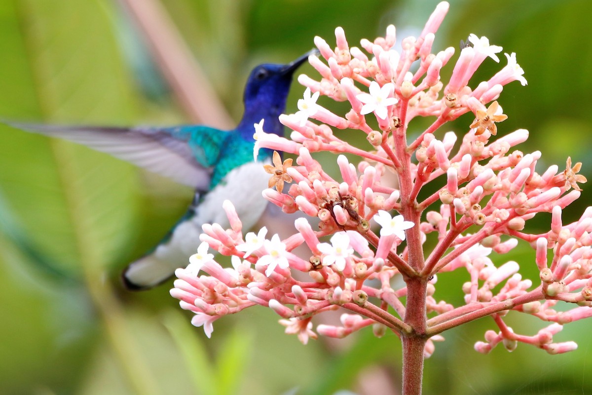 White-necked Jacobin - ML247939631