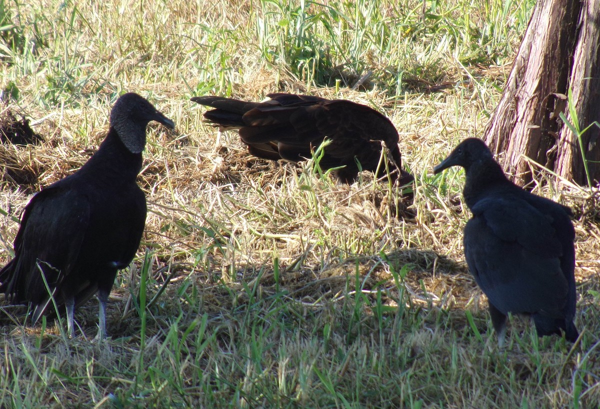 Black Vulture - ML247940781