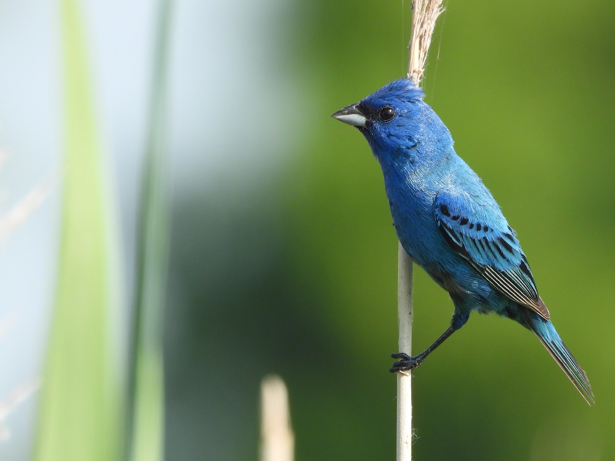 Indigo Bunting - ML247941101