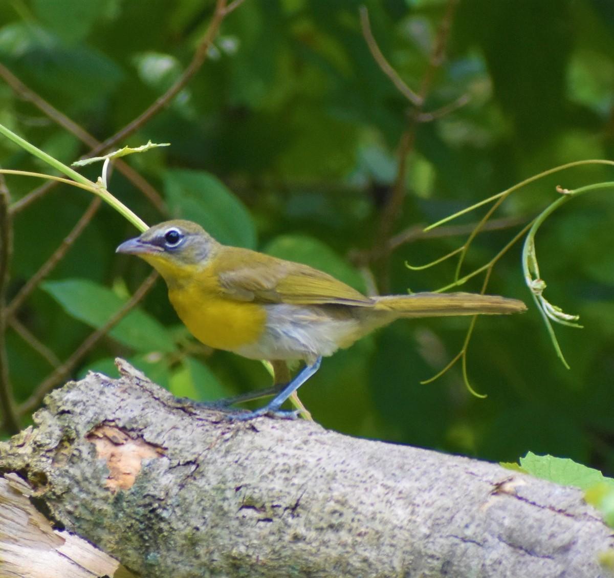 Yellow-breasted Chat - ML247941611