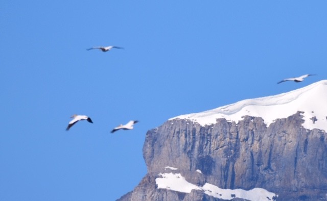 American White Pelican - ML247942451