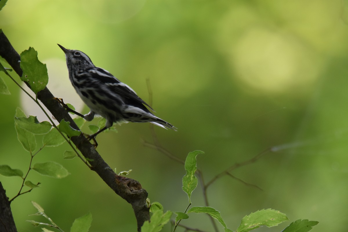 Black-and-white Warbler - David Francy