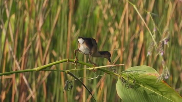 Purple Gallinule - ML247942851